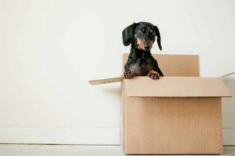 Enge Treppenhäuser, knappe Zeitfenster: Warum ein Wohnungswechsel in Berlin ein Logistikprojekt ist black and brown Dachshund standing in box